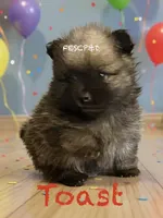 Toast, a male Pomeranian for sale in Cunningham, TN – Photo 1 of 4