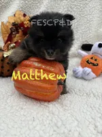 Matthew, a male Pomeranian for sale in Cunningham, TN – 2 of 6