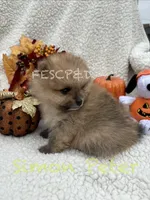 Simon Peter, a male Pomeranian for sale in Cunningham, TN – 3 of 4