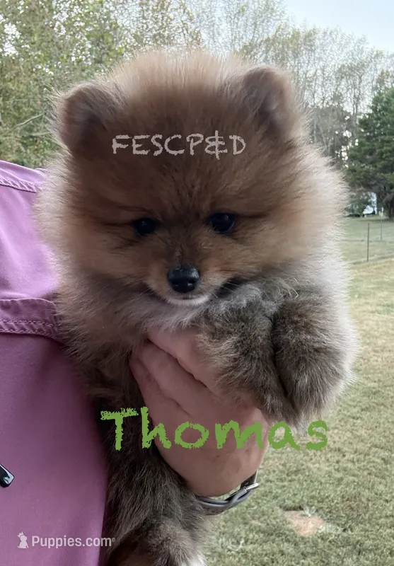 Thomas  – Pomeranian puppy for sale in Cunningham, TN