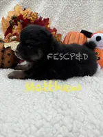 Matthew, a male Pomeranian for sale in Cunningham, TN – 3 of 6