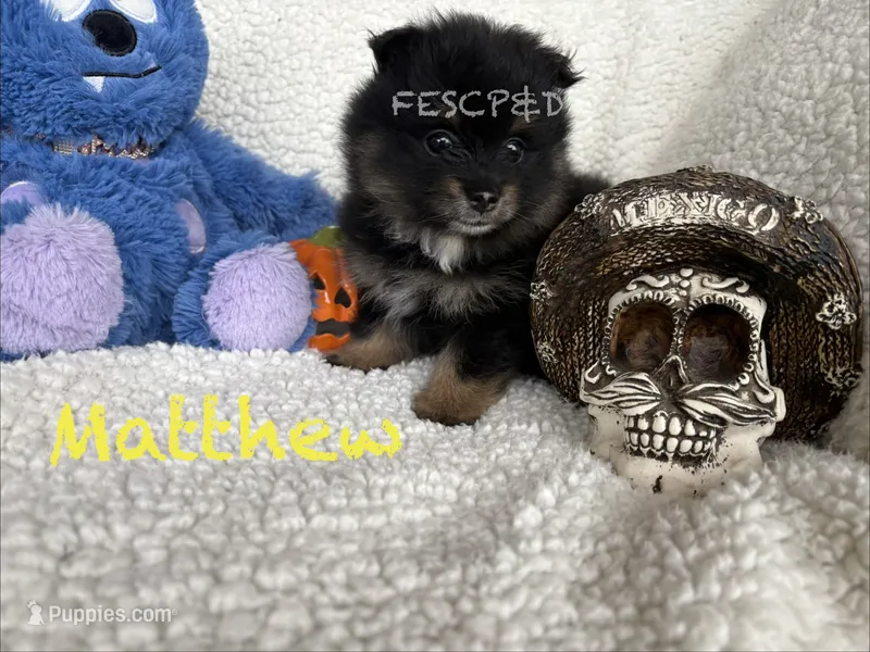 Matthew – Pomeranian puppy for sale in Cunningham, TN