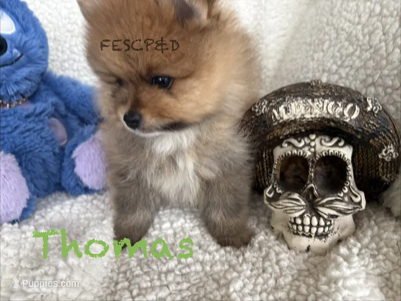 Thomas  – Pomeranian puppy for sale in Cunningham, TN