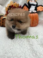 Thomas , a male Pomeranian for sale in Cunningham, TN – 3 of 4