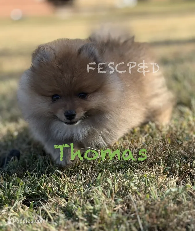 Thomas  – Pomeranian puppy for sale in Cunningham, TN