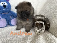 Andrew, a male Pomeranian for sale in Cunningham, TN – 1 of 3