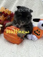 Matthew, a male Pomeranian for sale in Cunningham, TN – 6 of 6