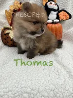 Thomas , a male Pomeranian for sale in Cunningham, TN – 4 of 4