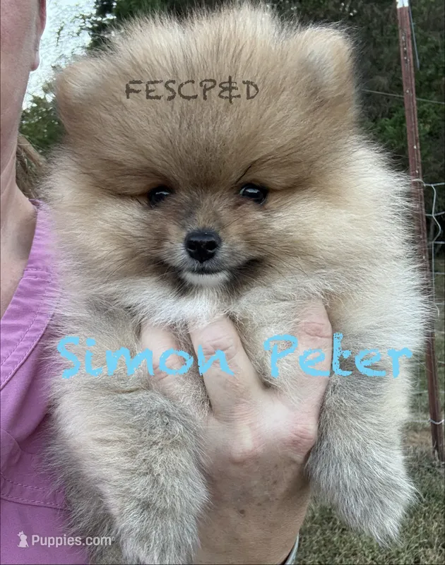 Simon Peter – Pomeranian puppy on hold in Cunningham, TN