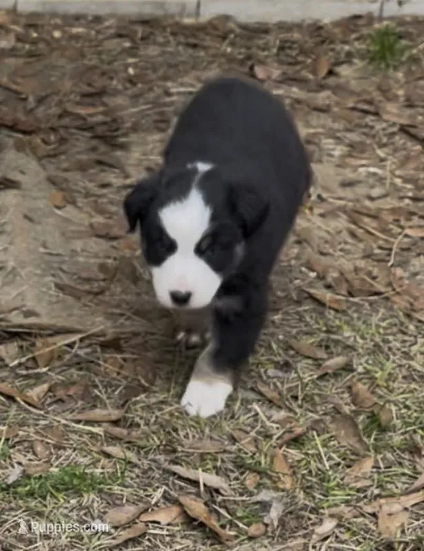 Queenie – Australian Shepherd puppy for sale in Terrell, TX