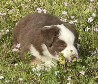 Red Blizzard , a male Australian Shepherd for sale in Terrell, TX – Photo 3 of 10