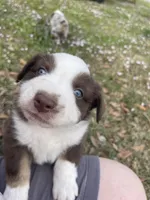 Red Blizzard , a male Australian Shepherd for sale in Terrell, TX – Photo 4 of 10