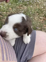 Red Blizzard , a male Australian Shepherd for sale in Terrell, TX – Photo 6 of 10