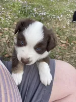 Red Blizzard , a male Australian Shepherd for sale in Terrell, TX – Photo 7 of 10