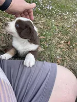 Red Blizzard , a male Australian Shepherd for sale in Terrell, TX – Photo 10 of 10