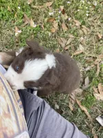 Red Blizzard , a male Australian Shepherd for sale in Terrell, TX – Photo 8 of 10