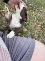 Red Blizzard , a male Australian Shepherd for sale in Terrell, TX – Photo 9 of 10