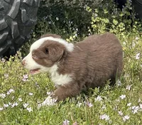 Red Blizzard , a male Australian Shepherd for sale in Terrell, TX – Photo 1 of 10