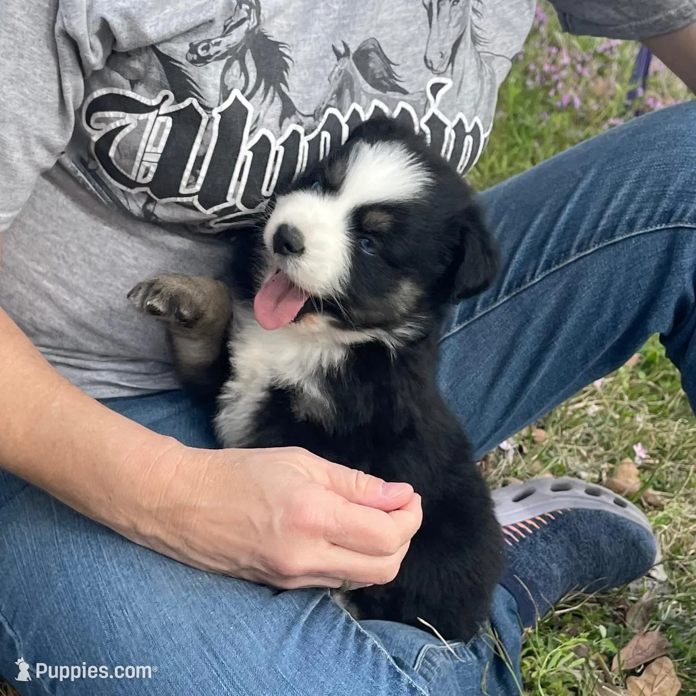 Dot, a male Australian Shepherd for sale in Terrell, TX – Photo 2 of 3