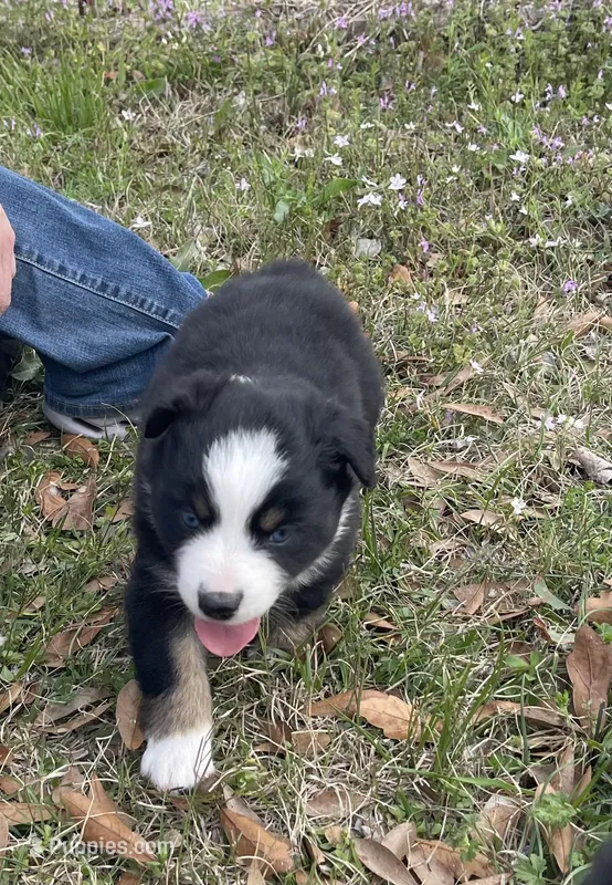 Spot – Australian Shepherd puppy for sale in Terrell, TX