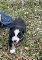 Spot, a male Australian Shepherd for sale in Terrell, TX – Photo 1 of 4