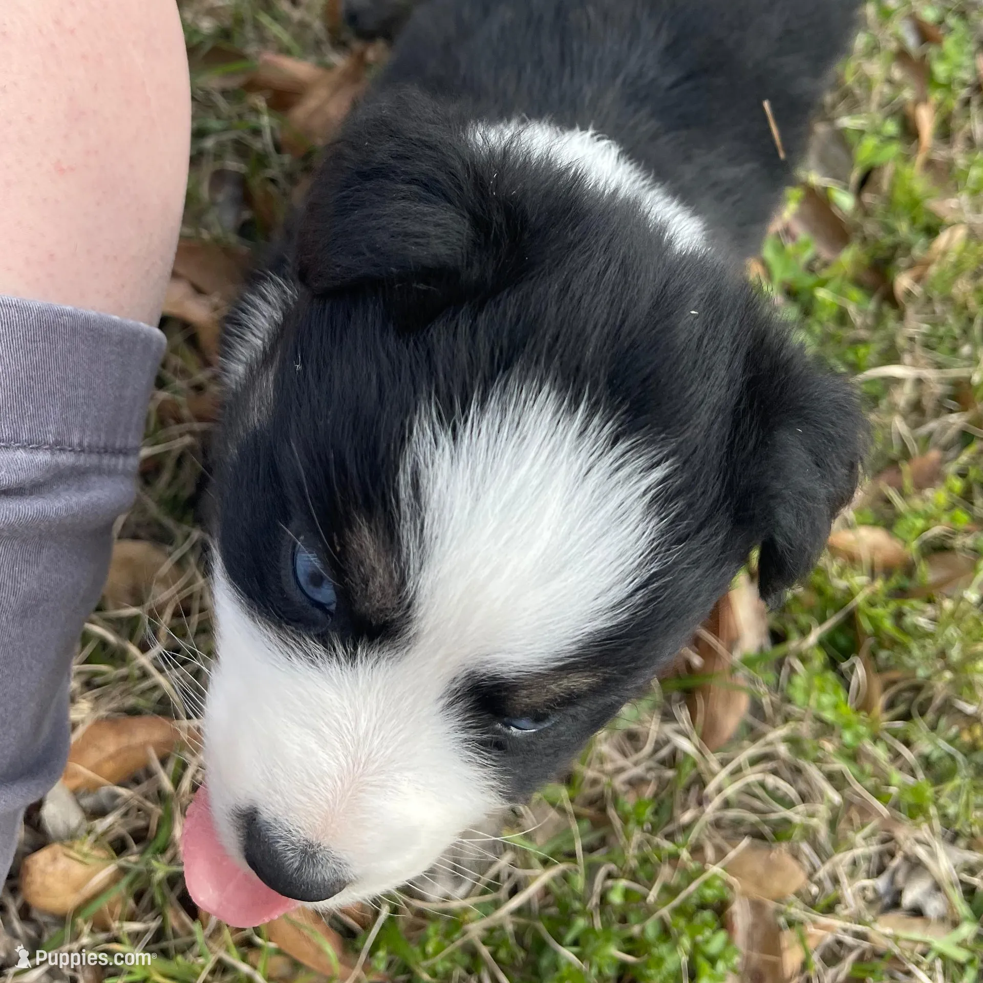 Spot, a male Australian Shepherd for sale in Terrell, TX – Photo 2 of 4