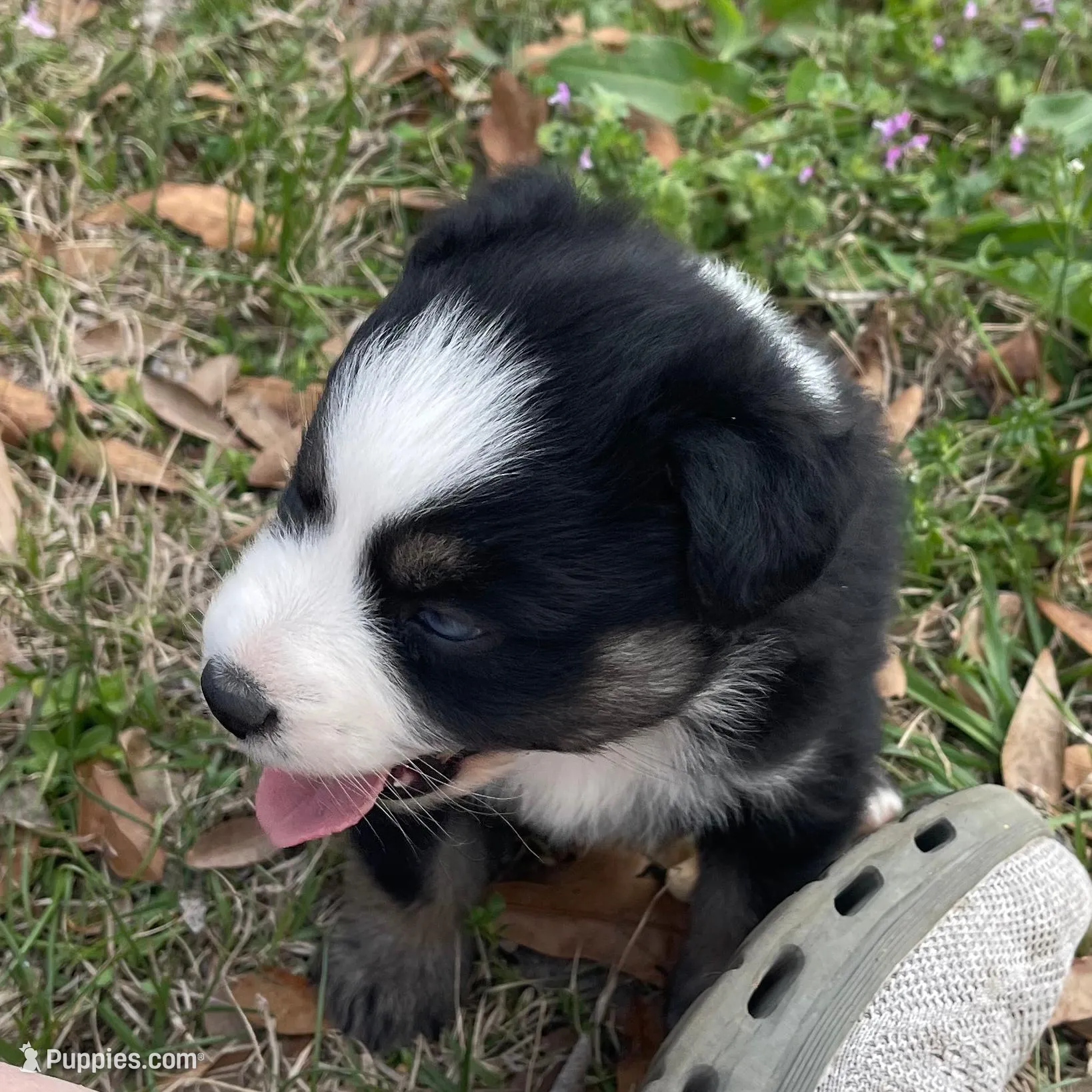 Spot, a male Australian Shepherd for sale in Terrell, TX – Photo 4 of 4