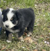 Blizzard Junior , a male Australian Shepherd for sale in Terrell, TX – Photo 1 of 3