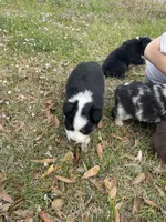 Blizzard Junior , a male Australian Shepherd for sale in Terrell, TX – Photo 3 of 3