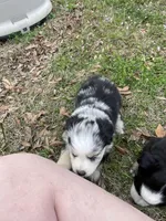Stormy, a female Australian Shepherd for sale in Terrell, TX – Photo 4 of 4
