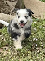 Stormy, a female Australian Shepherd for sale in Terrell, TX – Photo 1 of 4