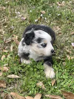 Stormy, a female Australian Shepherd for sale in Terrell, TX – Photo 2 of 4