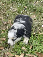 Stormy, a female Australian Shepherd for sale in Terrell, TX – Photo 3 of 4