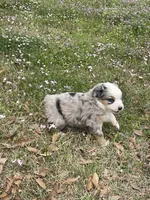 Daenerys, a female Australian Shepherd for sale in Terrell, TX – Photo 4 of 5