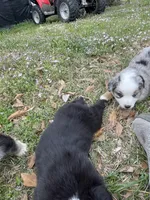 Daenerys, a female Australian Shepherd for sale in Terrell, TX – Photo 5 of 5