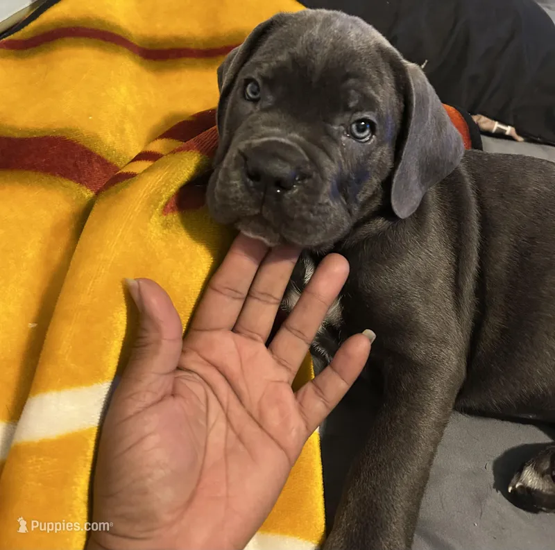 Not named  – Cane Corso puppy for sale in Winston-Salem, NC