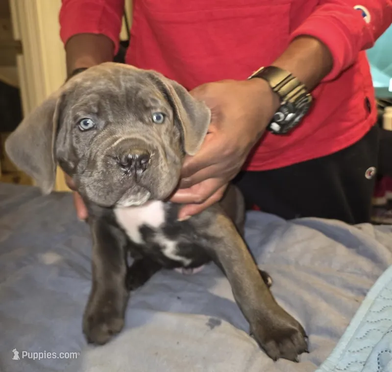 Not named  – Cane Corso puppy for sale in Winston-Salem, NC
