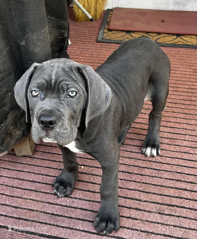 Not named – Cane Corso puppy for sale in Winston-Salem, NC
