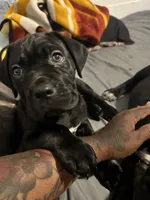 Not Named, a male Cane Corso for sale in Winston-Salem, NC – Photo 1 of 2