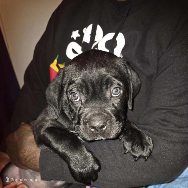 Not named  – Cane Corso puppy for sale in Winston-Salem, NC