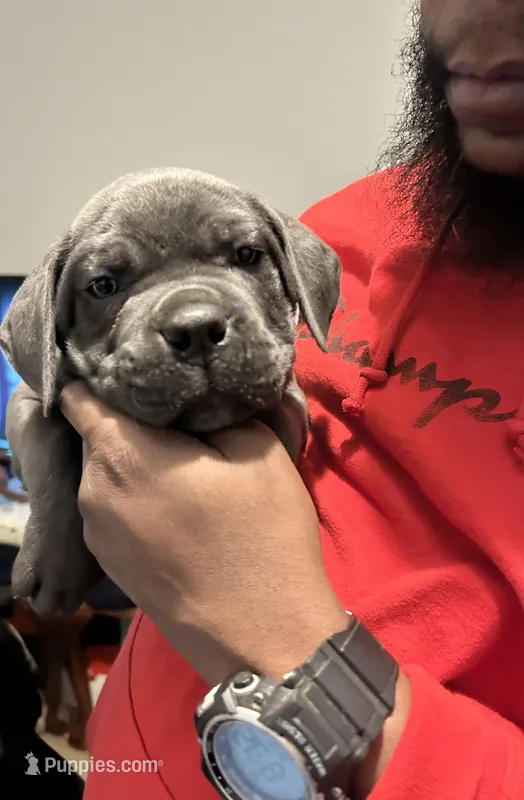 Not named – Cane Corso puppy for sale in Winston-Salem, NC