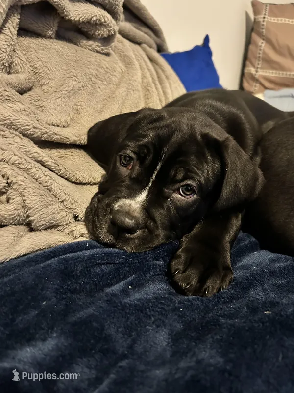 Not named  – Cane Corso puppy for sale in Winston-Salem, NC