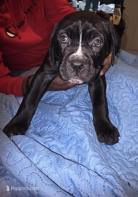 Not named  – Cane Corso puppy for sale in Winston-Salem, NC