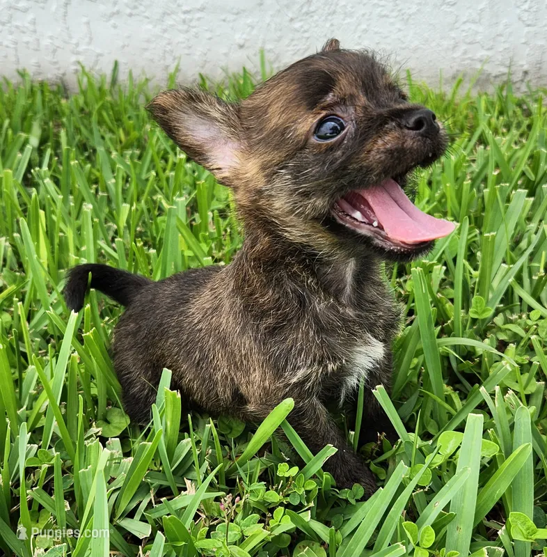 Gimli – Australian Terrier, Chihuahua puppy on hold in St. Cloud, FL