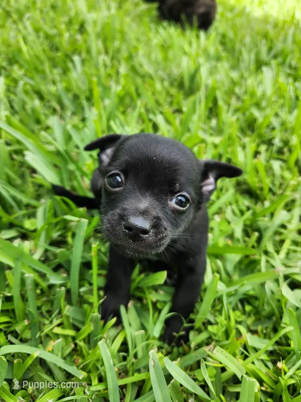 Aragorn – Australian Terrier, Chihuahua puppy for sale in St. Cloud, FL