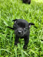 Aragorn, a male Australian Terrier and Chihuahua for sale in St. Cloud, FL – 2 of 5