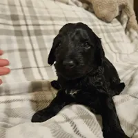 Blitzen, a male Mountain Cur and Poodle - Standard  for sale in Moravian Falls, NC – Photo 2 of 3