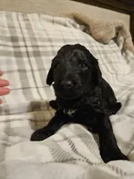 Blitzen, a male Mountain Cur and Poodle - Standard  for sale in Moravian Falls, NC – Photo 2 of 3