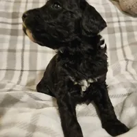 Blitzen, a male Mountain Cur and Poodle - Standard  for sale in Moravian Falls, NC – Photo 3 of 3