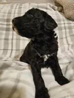 Blitzen, a male Mountain Cur and Poodle - Standard  for sale in Moravian Falls, NC – Photo 3 of 3